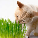 Peludita Instant Katzengras-Set 2 Einheiten - SUPERANGEBOT