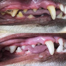 Peludita Ultraschall-Zahnsteinentferner - Blitzangebot