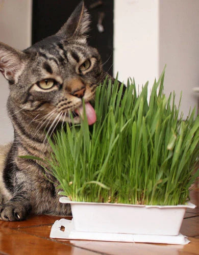 Peludita Instant Katzengras-Set 2 Einheiten - SUPERANGEBOT