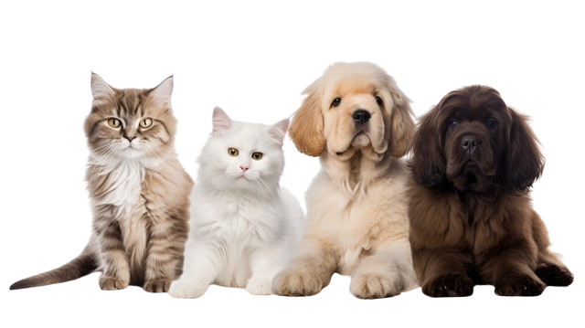 Peludita Automatischer Trinkbrunnen für Hunde und Katzen 